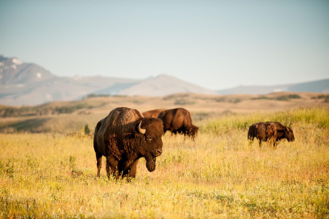 The Best Spots for Seeing Buffalo in Indian Country in Montana