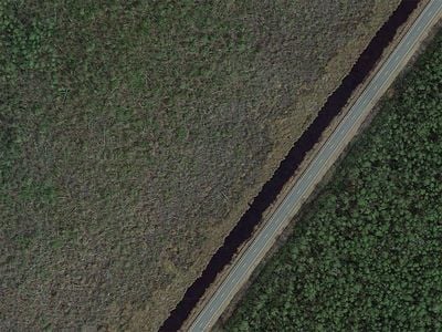 Google Earth image of a healthy forest on the lower right and a ghost forest full of dead trees on the left.