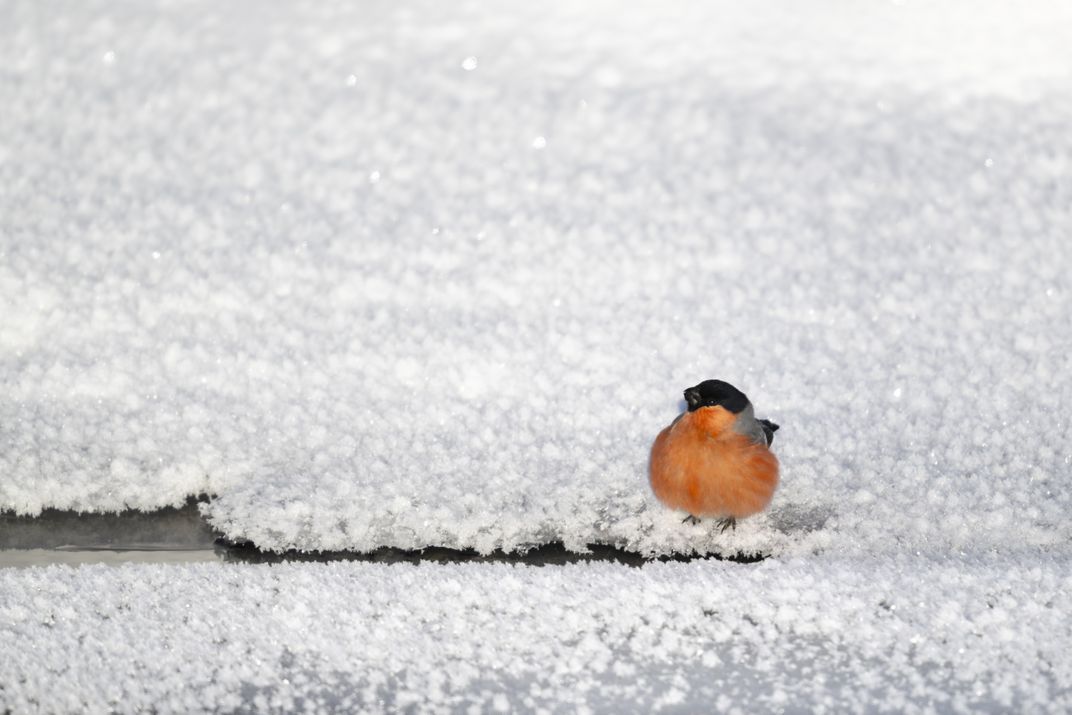 Drink too much | Smithsonian Photo Contest | Smithsonian Magazine