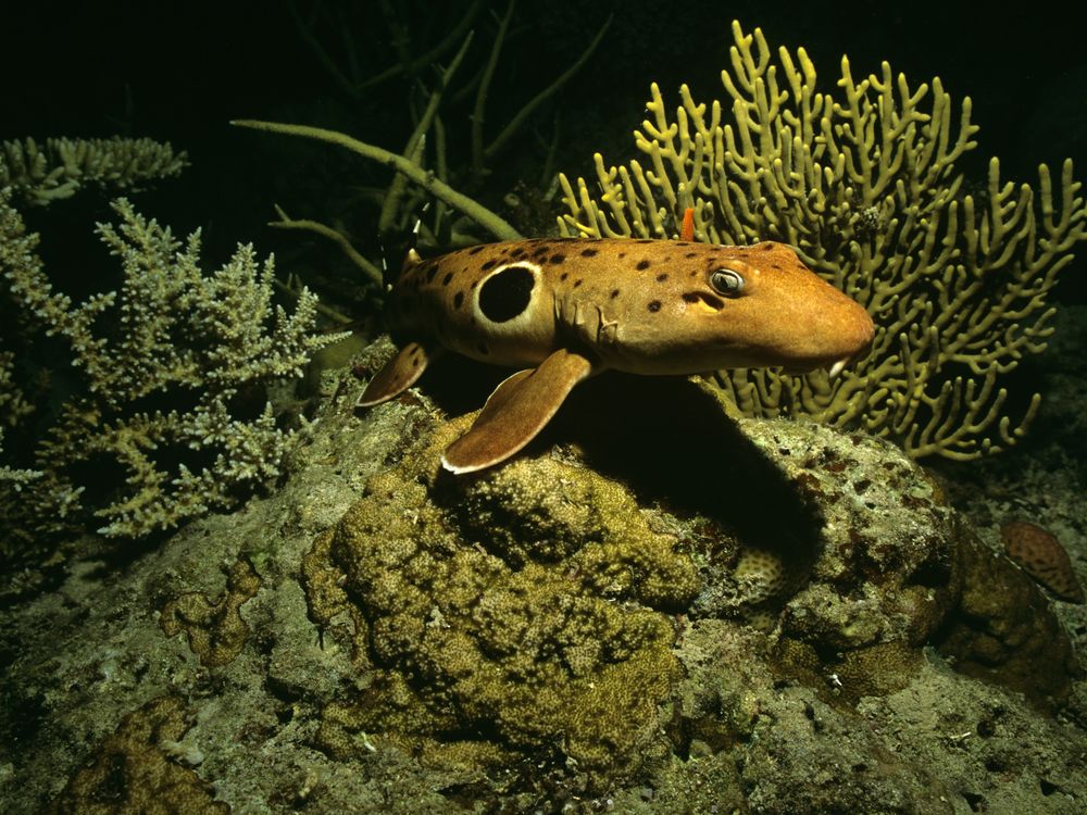 A small shark on the ocean bottom with a black spot in its right side