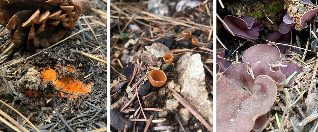 three images of fungi, one that's a small and bright orange patch on the ground, one that's small orange cups and one that's dull pinkish plates on the ground