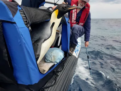 Gus, the Young Emperor Penguin Who Made a Surprise Appearance in Australia, Is Now Heading Home image