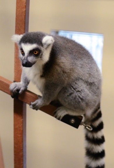 The center’s lemurs help scientists understand lemur behavior and cognition.