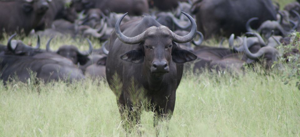  A water buffalo in South Africa.  