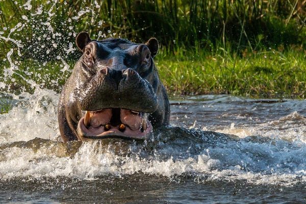 Hippo Mock Charge thumbnail