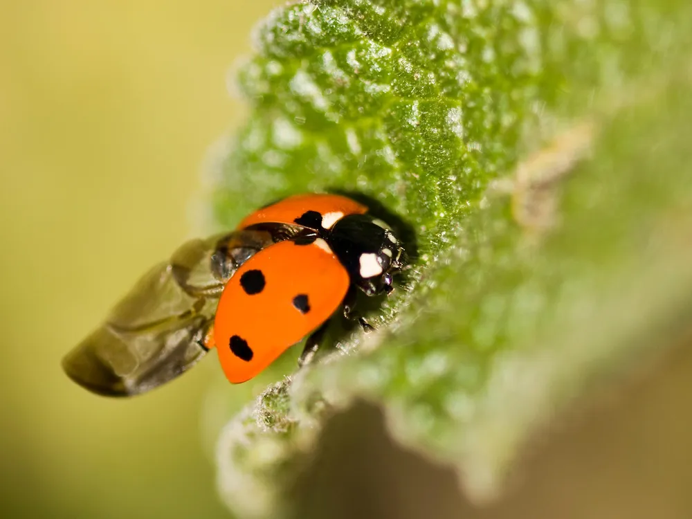 Lady Bug