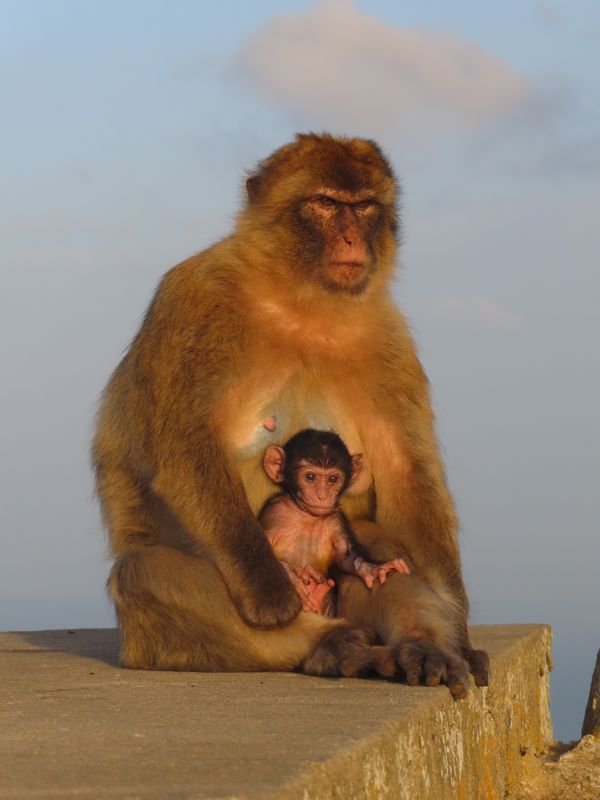 Barbary Macaques thumbnail