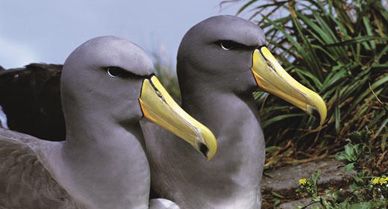 Of the 21 albatross species, 19 are threatened or endangered. The Chatham albatross is critically endangered, with only about 11,000 of the birds remaining.