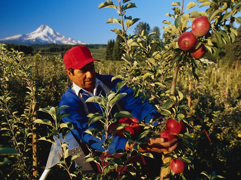 apple picker