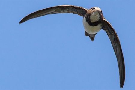 New sensing technology reveals that the alpine swift, a small migratory bird, can remain aloft for more than 200 days without touching down.