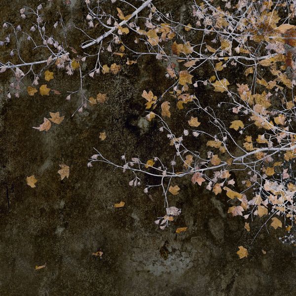 autumn leaves thumbnail