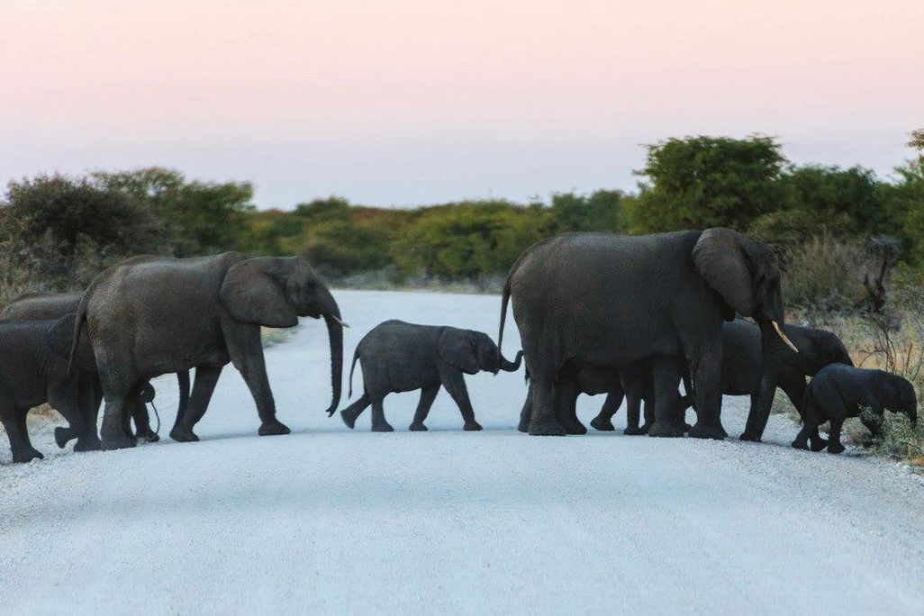 Botswana Elephants