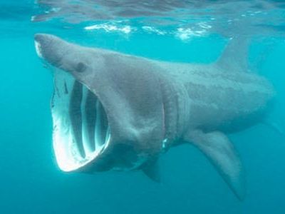 Basking sharks can be found in coastal waters and feed on plankton.