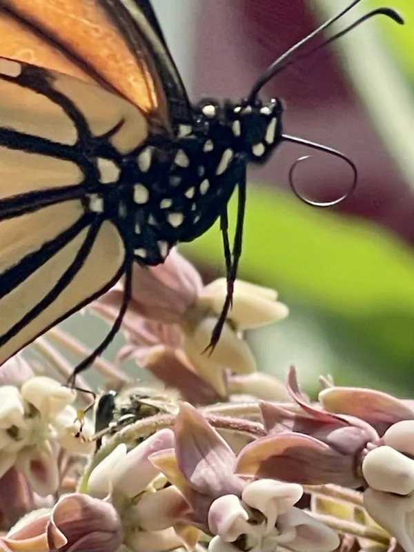 A monarch on milkweed thumbnail