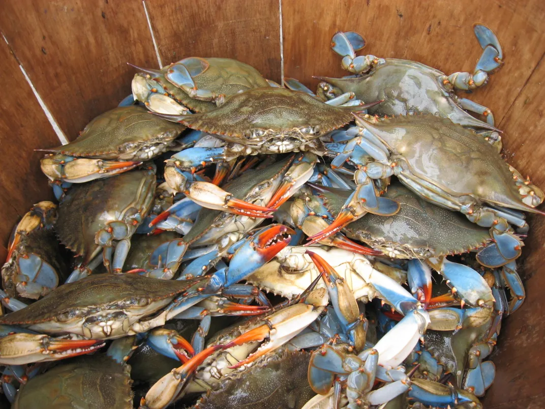 adult blue crabs in a wooden basket