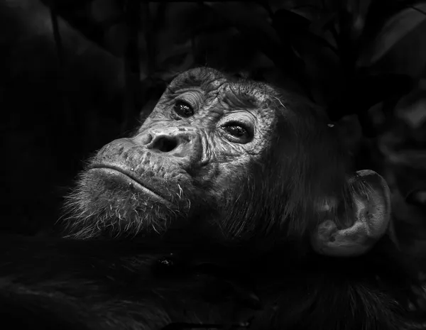 Chimpanzee Daydreams thumbnail