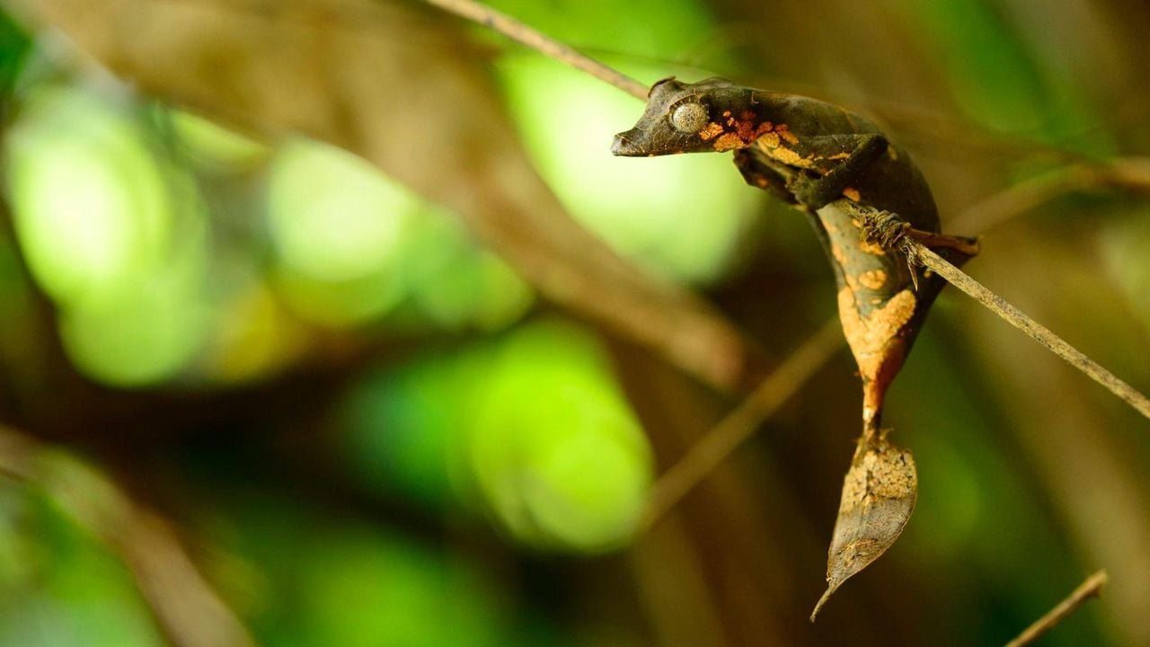 その他 OZWRT Satanic Agave Leaf Tailed Gecko Satanic leaf tail gecko for sale | baby | juvenile baby leaf