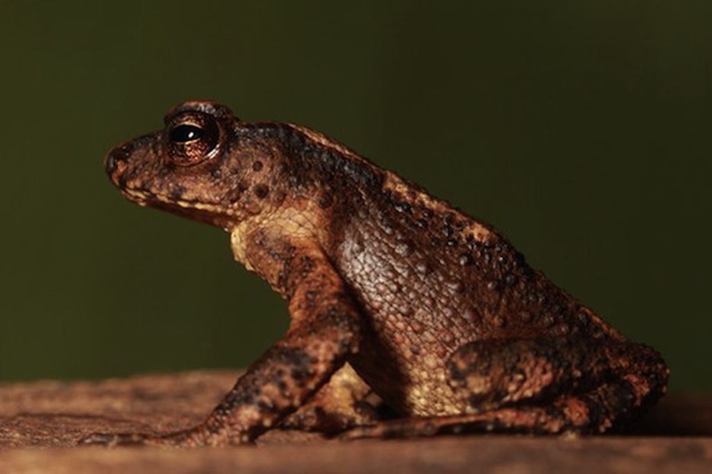 Toad-rare.jpg