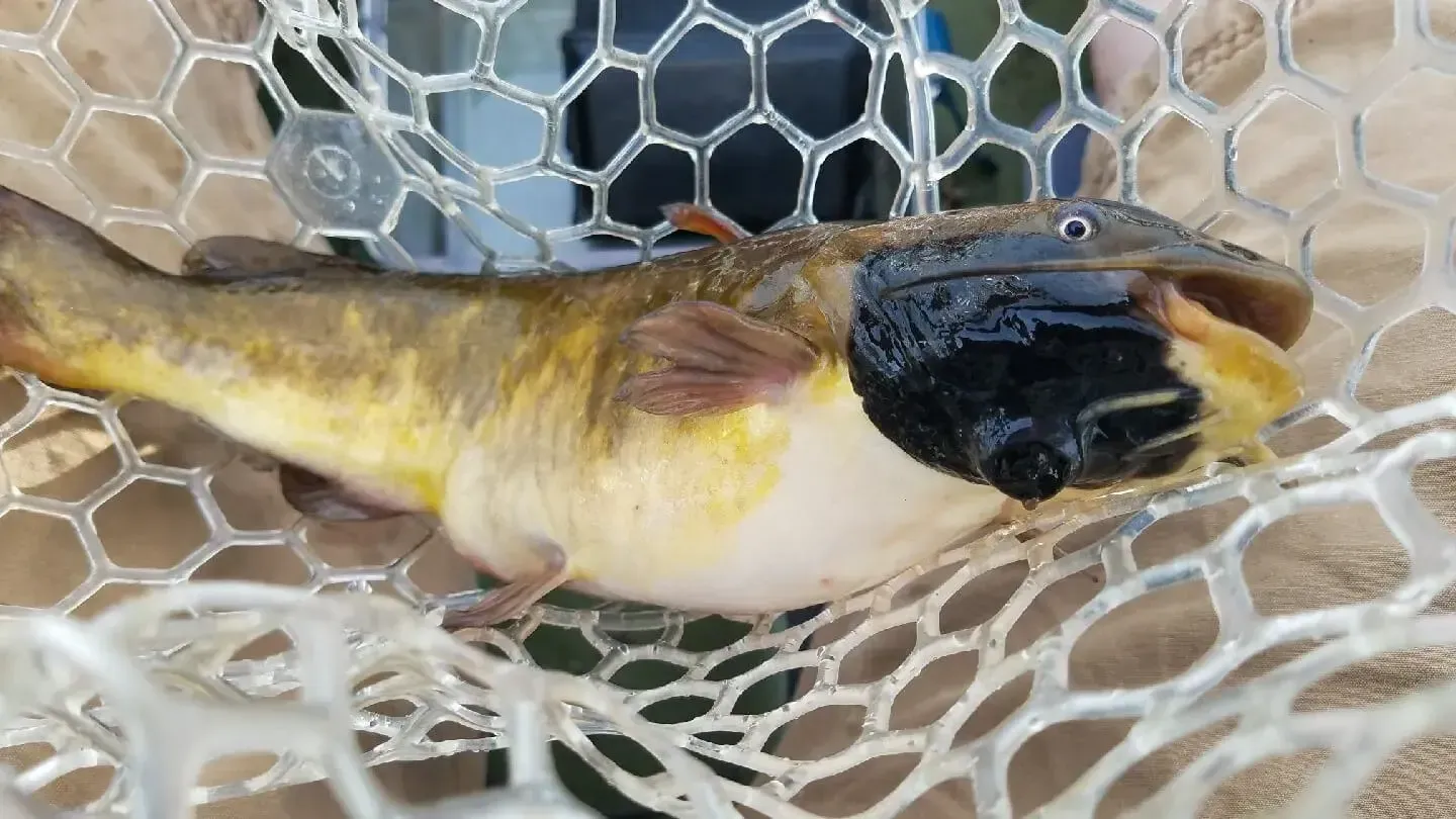 A Strange, Never-Before-Seen Cancer Seems to Be Spreading Among Catfish in a New England Lake