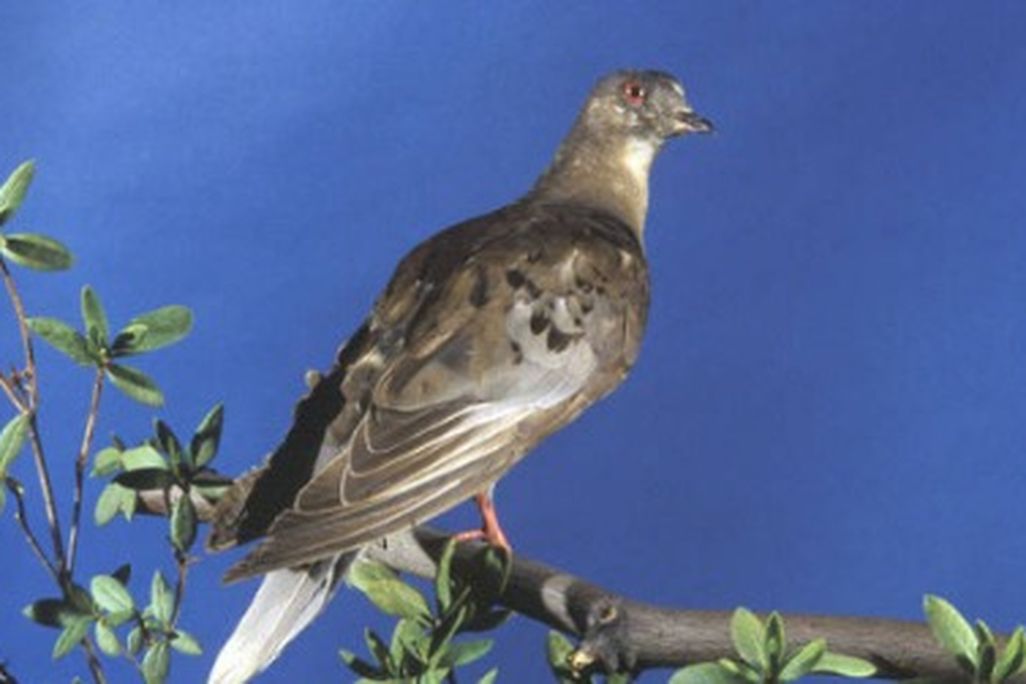 Martha, the last surviving member of the passenger pigeon species