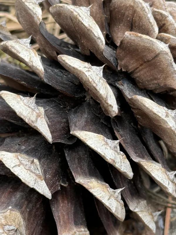 The Intricacies of a Pine Cone thumbnail