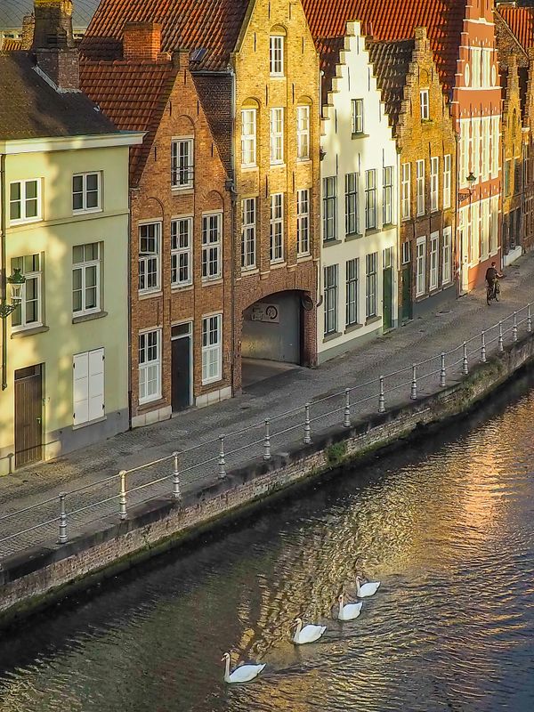 Bruges with Swans thumbnail