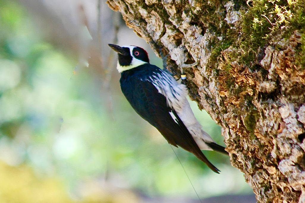acorn woodpecker