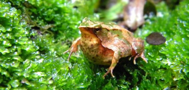 A Darwin’s frog daddy, of the southernly species.