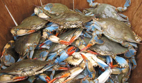 Over a dozen blue crabs with red pincers piled in a wooden basket