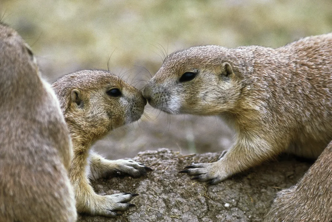 Black-tailed prairie dogs lean in for a kiss. Photo: Jim Brandenburg/Minden Pictures/Corbis