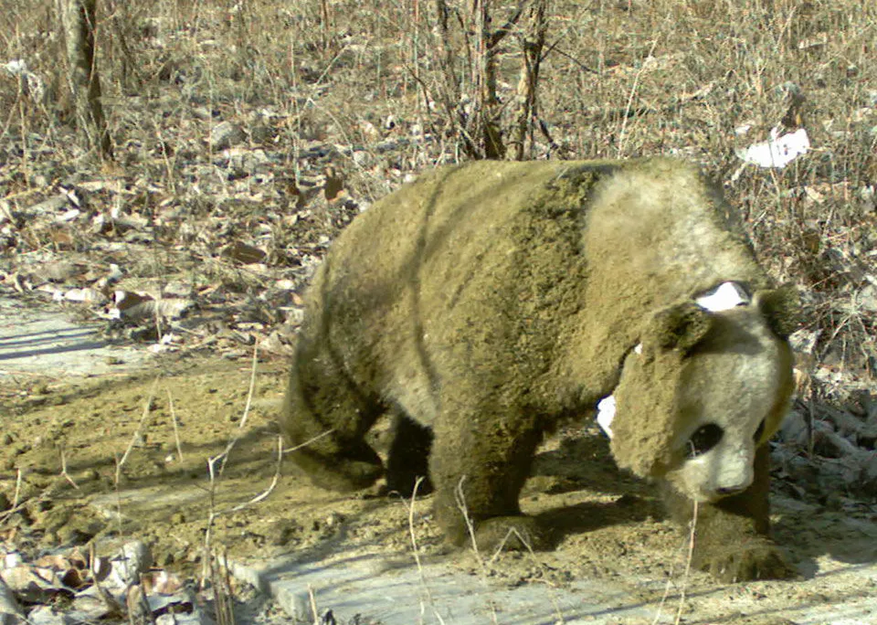 Photo of a panda that has covered itself in manure