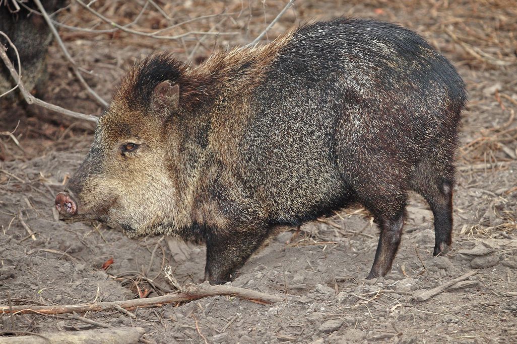 Javelina