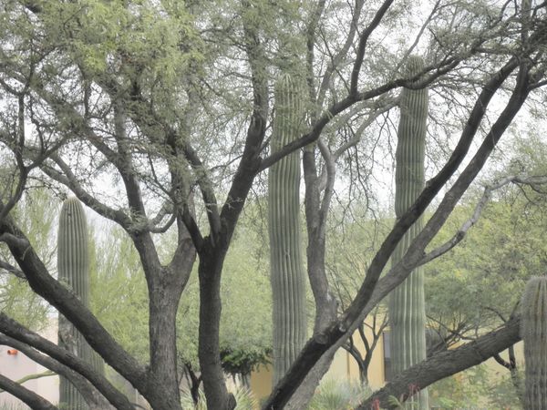Saguaro Cactus Seeking Shade (b) thumbnail