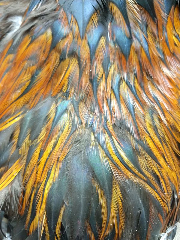 Feathers thumbnail
