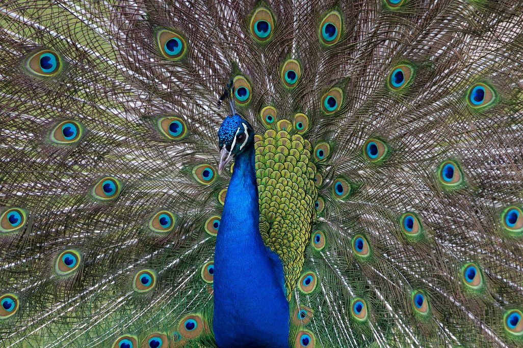 Colorful peacock with feathers spread