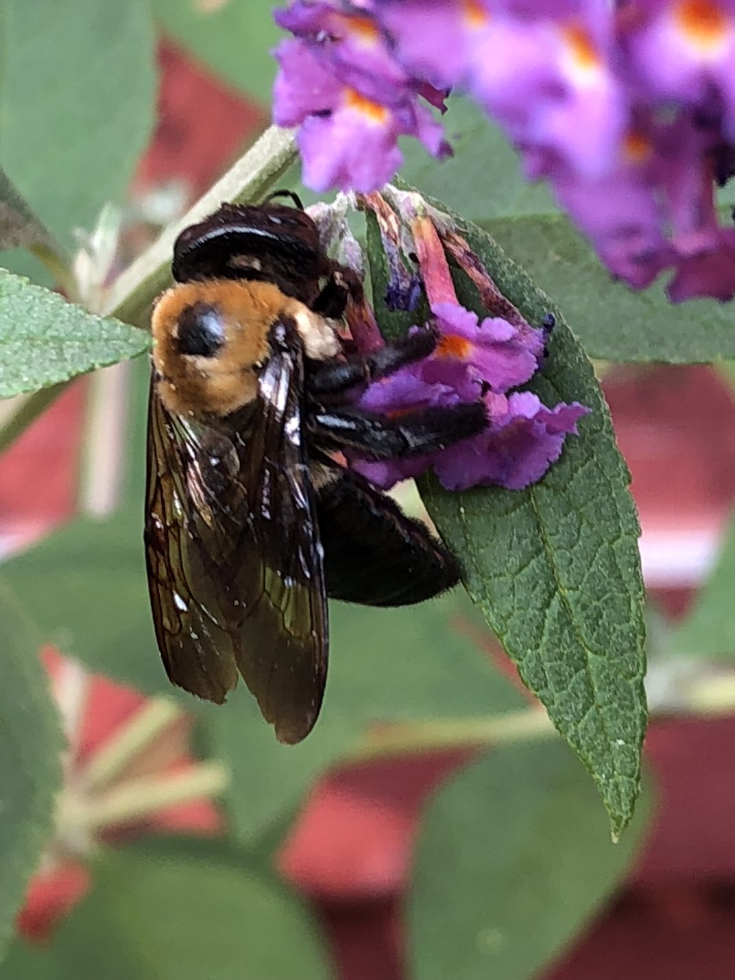 a friendly bee enjoying pollen from my garden! | Smithsonian Photo ...