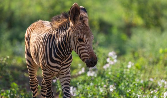 This young Hartmann's mountain zebra colt, born in July 2020, was a first for the Smithsonian Conservation Biology Institute.