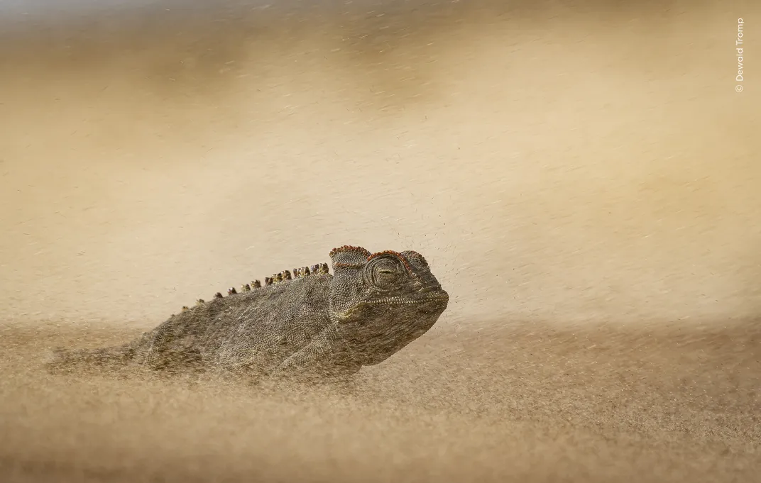 a chameleon stands on sand as small sand particles blow around it