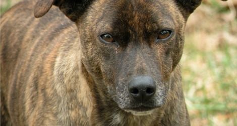 The intent stare of an unknown dog