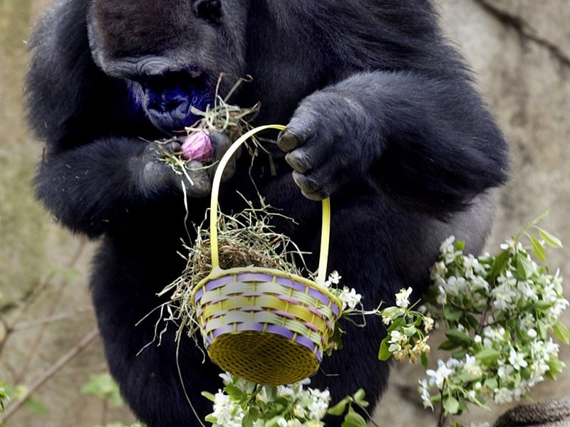Aa Gorilla take part in a Easter Egg hunt at the Cincinnati Zoo