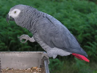 An African grey parrot, probably thinking intelligent thoughts. 