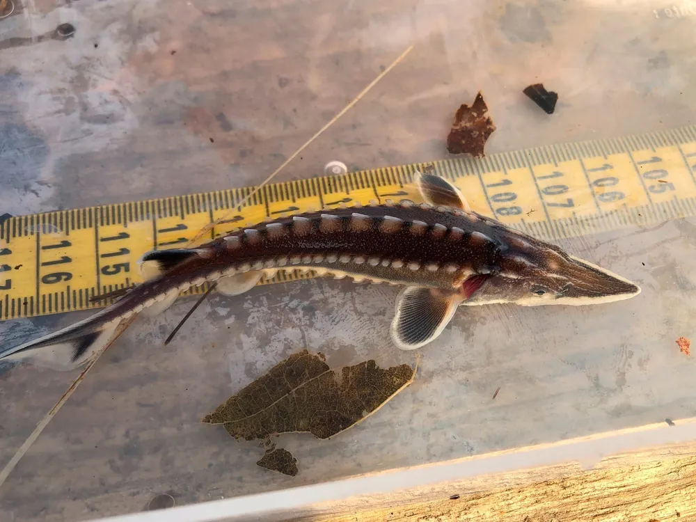 Baby Atlantic Sturgeon