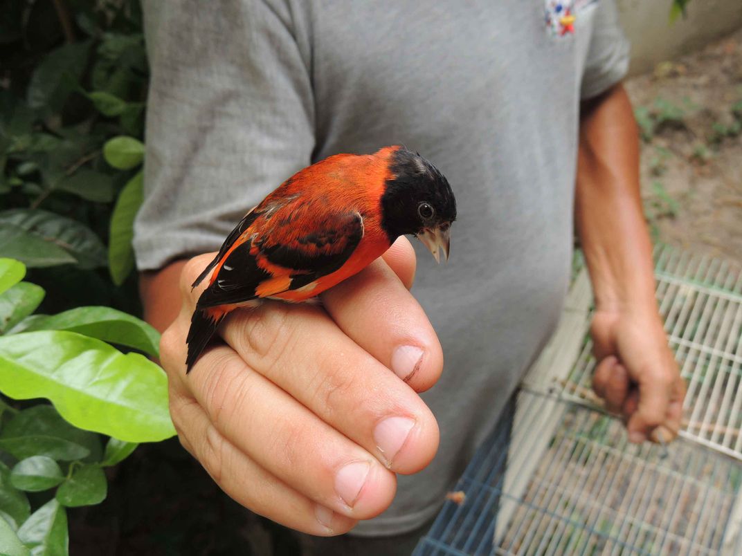 Heavily Trafficked Songbirds Have a Path Back to Resiliency