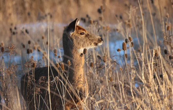 Deer at Sunset. thumbnail