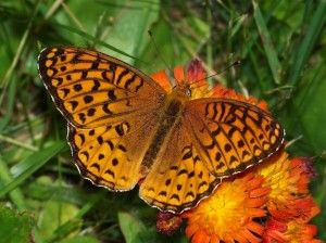 The atlantis fritillary