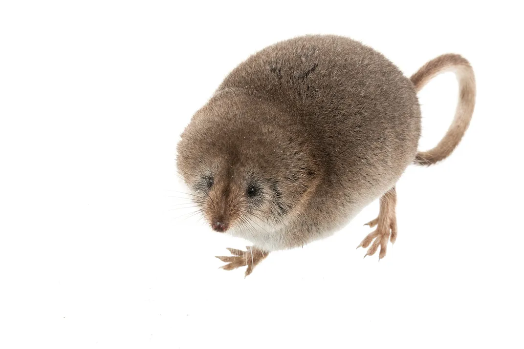a shrew on a white background