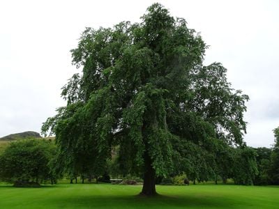 One of the Wentworth elms rediscovered at Holyroodhouse