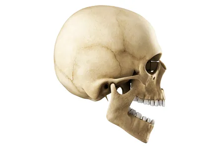 As humans began eating softer foods, overbites may have become more common and pronounced. 