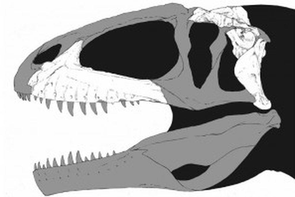 20110520083204Shaochilong-skull-restoration-300x198.jpg