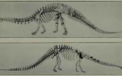 The reconstructed skeleton of "Brontosaurus" from W.D. Matthew's 1915 book Dinosaurs.